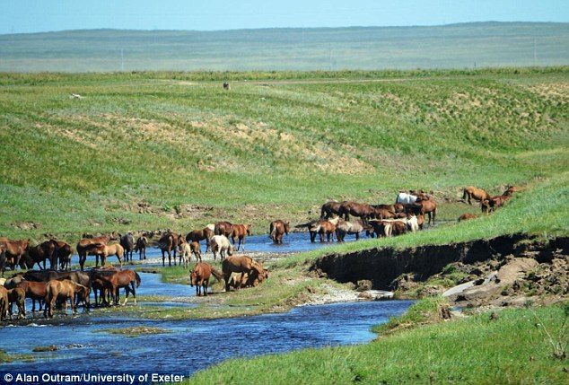 A modern-day domesticated herd of horses in Kazakhstan are descended from 15 individuals caught a century ago.  Research has suggested the world truly lost wild horses centuries ago