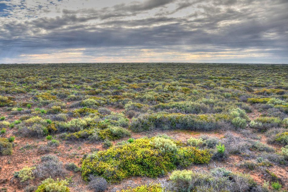 Nullarbor desert Australia