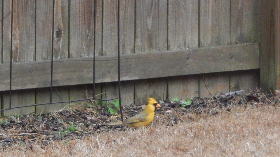 Rare '1-in-a-million' Yellow Cardinal sighted in Alabama