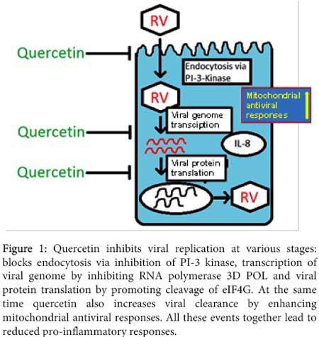 quercitin inhibits viral replication