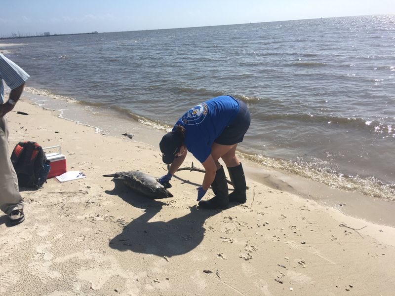 One of the marine scientists with IMMS inspects a dead baby dolphin after it was found washed ashore in Long Beach Saturday morning.