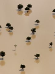 trees flooded hurricane Harvey