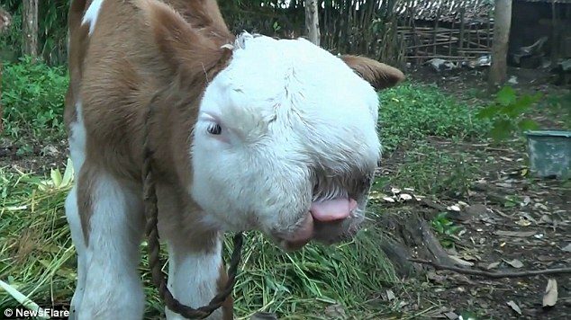 Click to enlarge This bizarre footage shows a newborn calf in Indonesia with a rare deformity that makes his face resemble that of a Persian cat