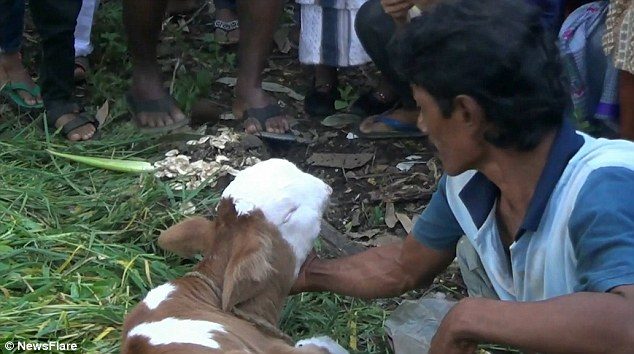 Click to enlarge Villagers are seen to pat the animal, feed it milk, and look on in bewilderment as it stands with another cow