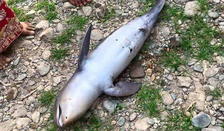The dead dolphin was found near a dam.