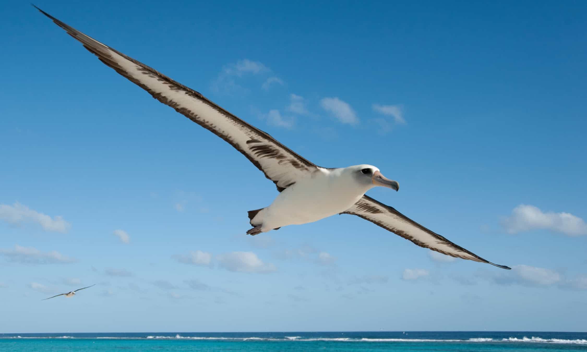 Albatross ... ‘They are loving, sensitive and graceful,’ says Jordan.