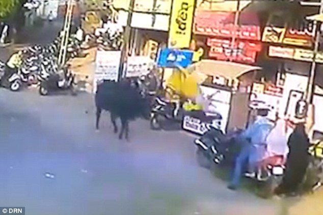 The huge black bull stalks the woman before charging at her and hurling her into the air