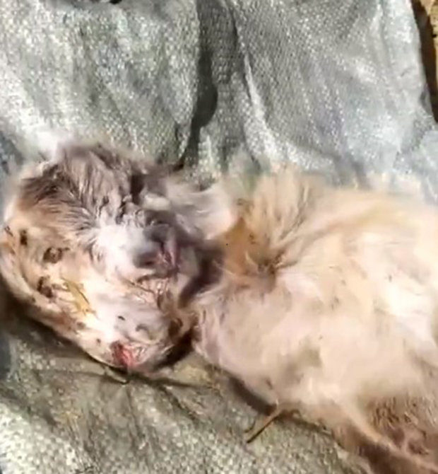 Click to enlarge The farmer said its mother rejected it so he tried to keep it alive