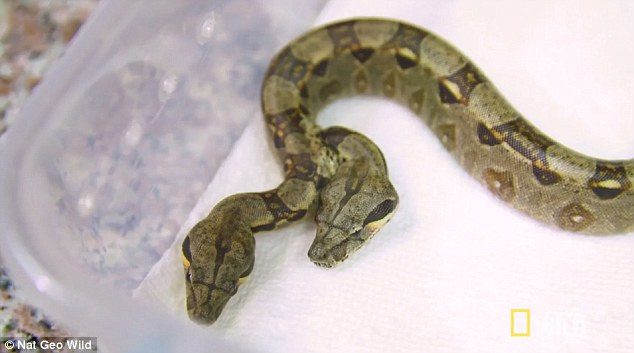 The breeder brought this two-headed boa to a veterinarian's office where it was discovered that the animal has two different hearts. Additionally, the animal has two separate digestive systems