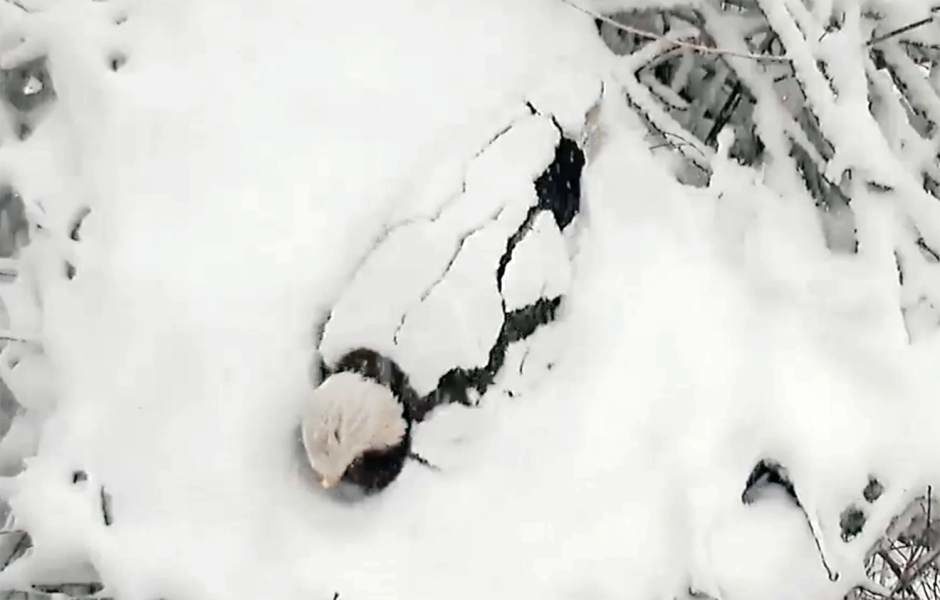 Bald eagle buried in snow