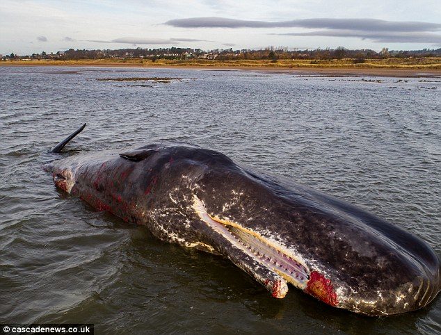 The huge 40ft giant was spotted by a dog walker after it became stranded on a stretch of beach