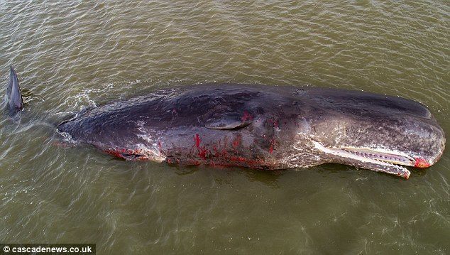 Rescue workers were scrambled to the site but when they arrived they found the whale had died