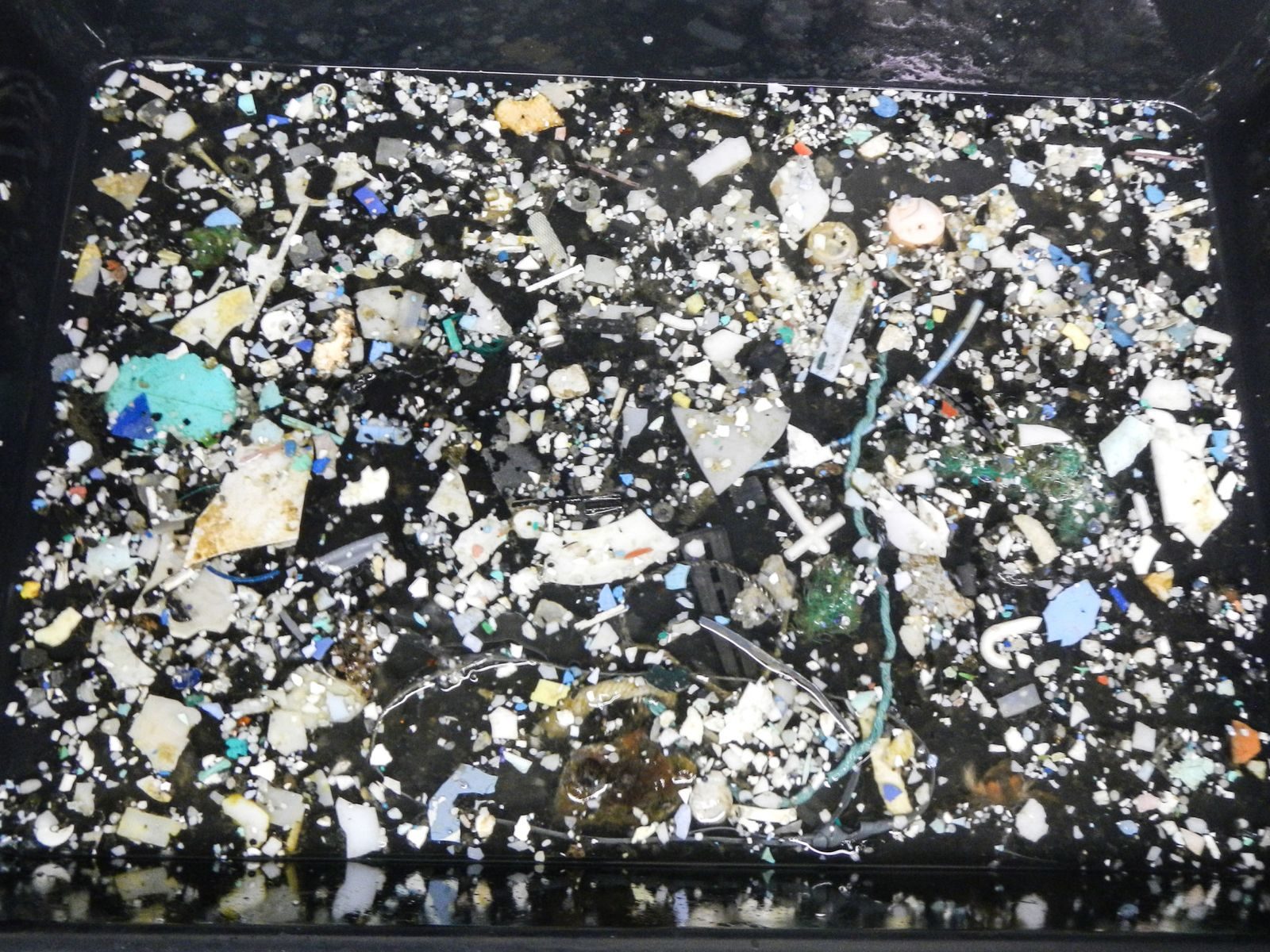 There are 1.8 trillion pieces of plastic in the Great Pacific Garbage Patch.