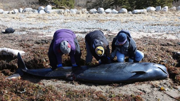 The Marine Animal Response Team says it's believed a pilot whale that washed ashore in Nova Scotia could be a species that's rarely seen in northern waters. se Team
