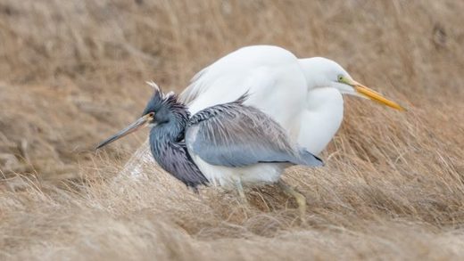 Wrong place, wrong time: Tricoloured heron and great white egret turn up in Nova Scotia, Canada