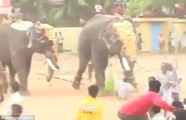 Click to enlarge As the other man escapes, the elephant's handler is brutally gored and trampled by the bull