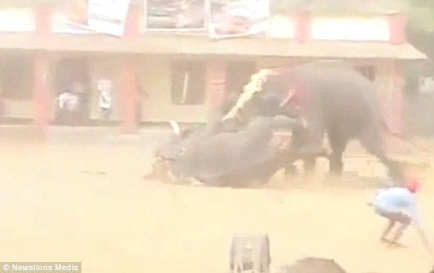 Click to enlarge Fury: The angry elephant then moves on to attack another bull, and manages to first topple the rival over before driving him into the building behind them