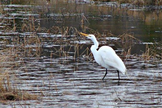 Wrong place, wrong time: Trio of great white egrets make rare visit to Newfoundland, Canada