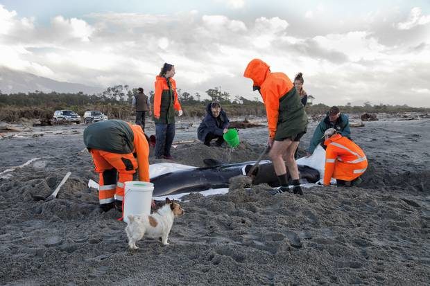 A dozen of the 38 stranded whales had to be euthanised.