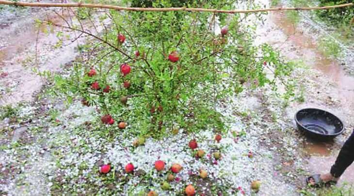 Click to enlarge hail damaged