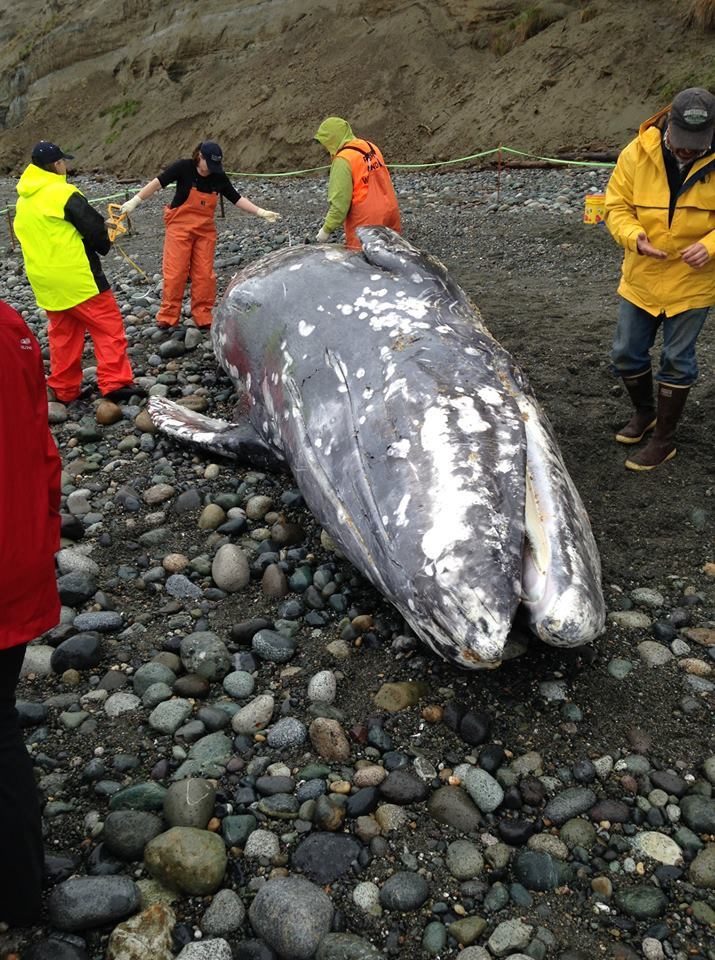 Carcass of gray whale