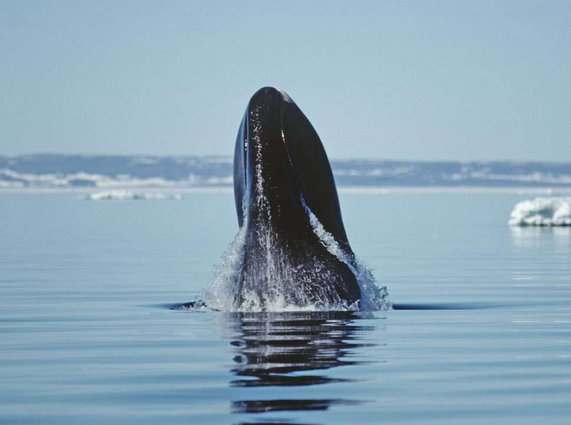 A bowhead whale breaches in Arctic waters.