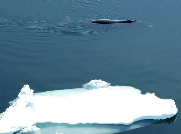 This June 2017 photo provided by the Norwegian Polar Institute shows a bowhead whale in the Fram Strait between Greenland and Svalbard.