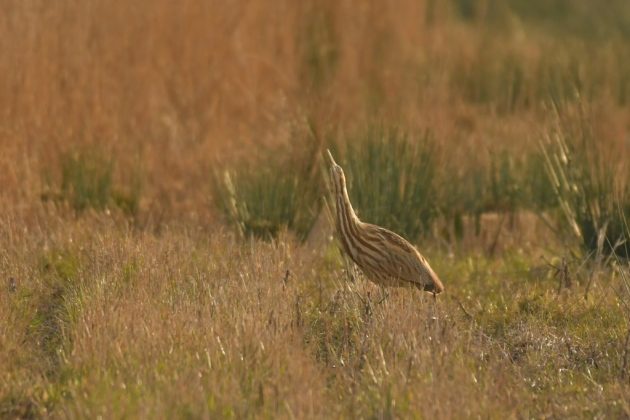 The American bittern poses for its many admirers at Suffolk Wildlife Trust's Carlton Marshes nature reserve, near Lowestoft.