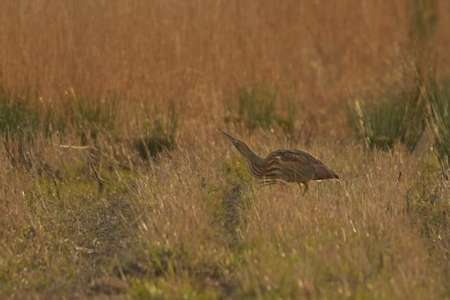 The American bittern stealithily walks through Share Marsh at Suffolk Wildlife Trust's Carlton Marshes nature reserve, near Lowestoft.