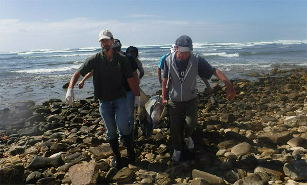 Bayworld experts arrived on the scene after an adult common dolphin was found in a tidal pool on the beach at Cape Recife Nature Reserve on Wednesday, 11 April 2018.