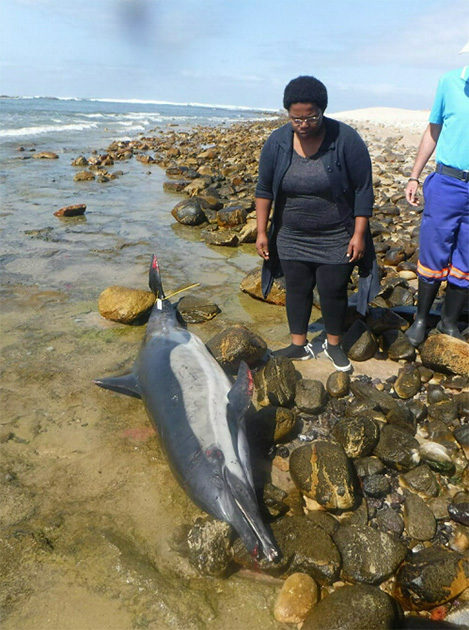 Bayworld experts arrived on the scene after an adult common dolphin was found in a tidal pool on the beach at Cape Recife Nature Reserve on Wednesday, 11 April 2018.