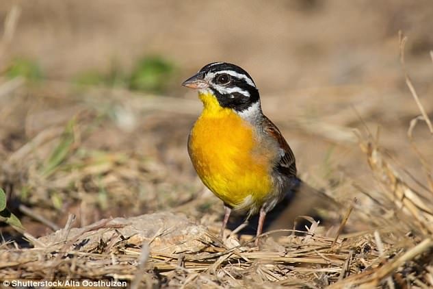 It is thought that up to 38 million birds are illegally killed every year in the Mediterranean region. A perfect of example of how this can damage a bird population is the yellow-breasted bunting (pictured)