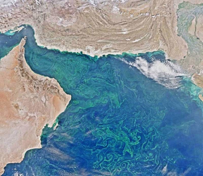 plankton survey dead zone gulf of Oman