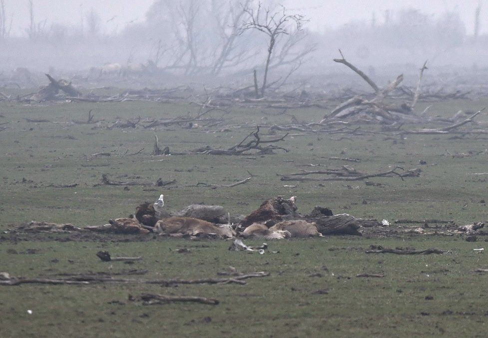 horses & deer killed in Dutch 'wild reserve'