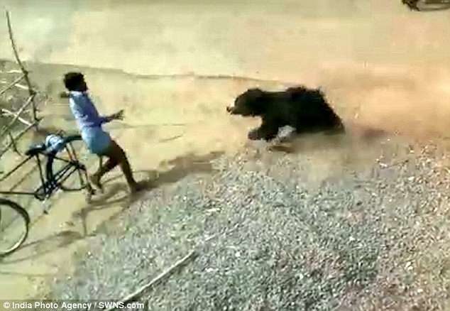 The bear closes in on the villager in the town near Bhanwaradadar in Gomarda area Raigad District in Chattisgarh