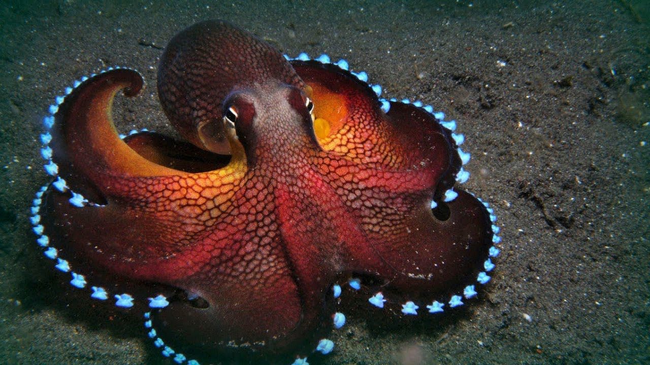 maldive octopus