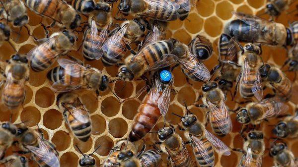Click to enlarge Bees
