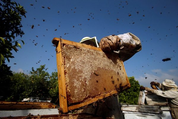 Click to enlarge Bees