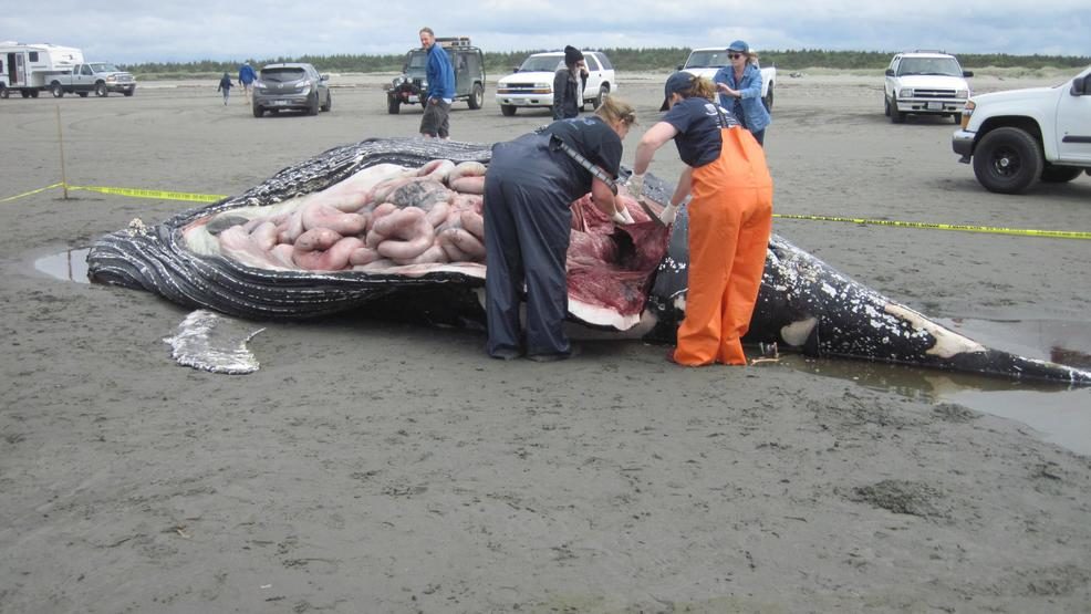 A dead humpback whale washed ashore at Ocean Shores, Wash., on Sunday, May 20, 2018.