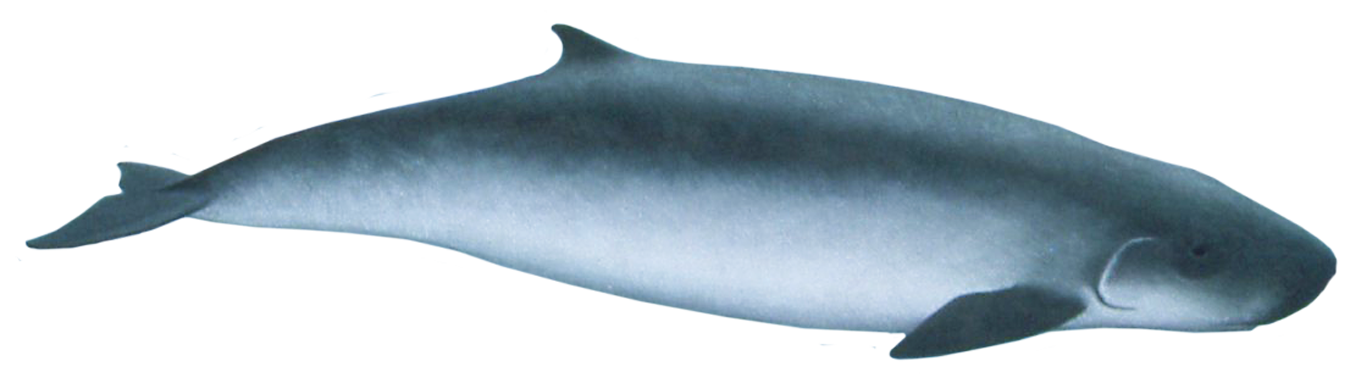 pygmy whale