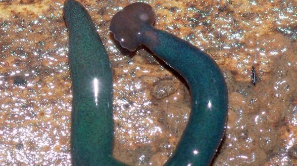 blue green worm