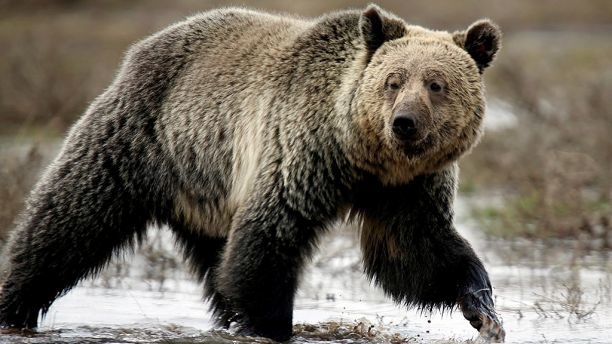 A grizzly bear (not pictured) attacked Amber Kornak in northwestern Montana.