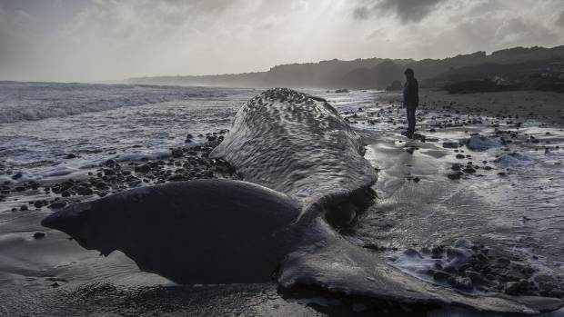 The eight sperm whales were spread along the beach for several kilometres.