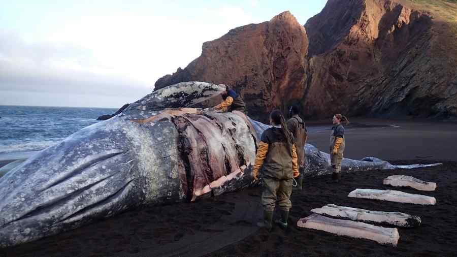 Scientists from the Marine Mammal Center and California Academy of Sciences performs a full necropsy of a dead 36-foot adult female gray whale washed ashore on Tennessee Valley Beach on Friday.
