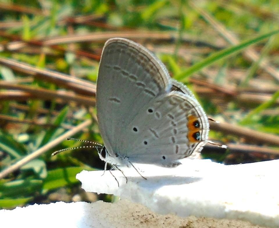Absence of recent records of 51 butterfly species in Uttarakhand means they have most likely gone extinct. And this shows that everything is not well with the Himalayan environment.