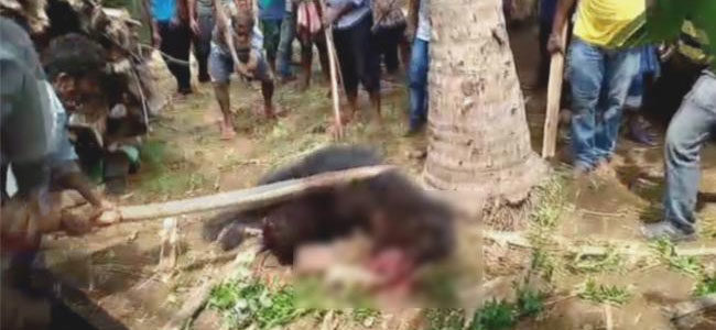 Erramukkam locals beat bear to death