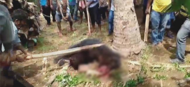 Click to enlarge Erramukkam locals beat bear to death