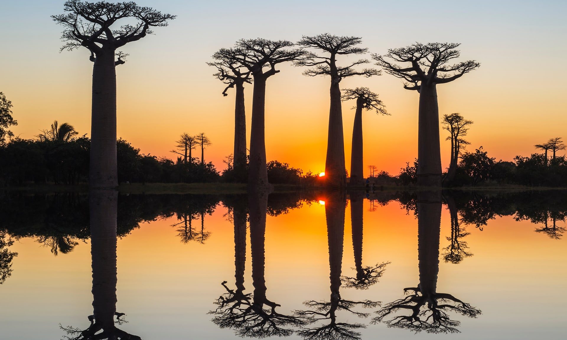 One baobab tree has been estimated to be 2,500 years old.