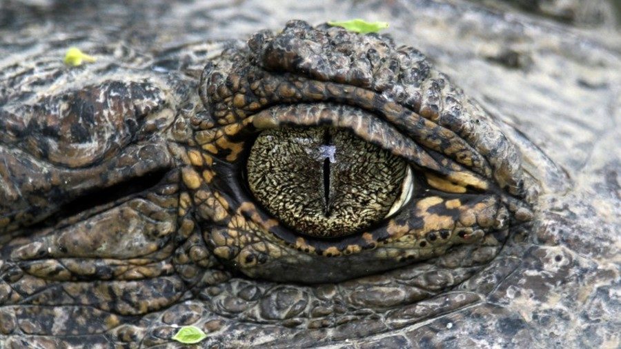 Alligator eye