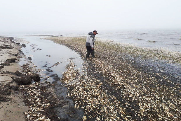 Experts have no explanation for why so many fish perished on the beach